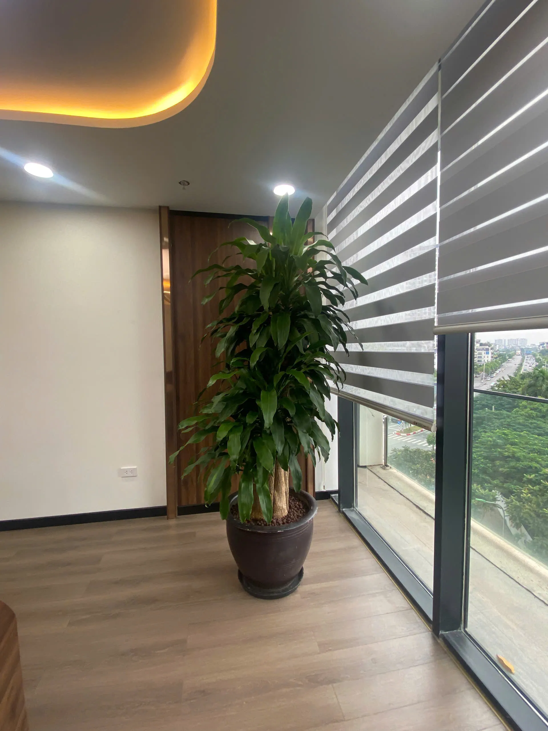 Cây thiết mộc lan gốc dại chậu xi măng _ Cây cảnh văn phòng Green Homes
